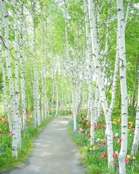 Birch Tree Photography, Birch Trees Garden, 자작나무 그림, Taman Air, Natures Path, White Birch Trees, Birch Tree Art, Aspen Trees, Tree Photography