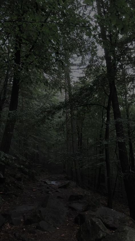 Forest Aesthetic Dark, Aesthetic Dark Green, Dark Naturalism, Forest Dark, Dark Forest Aesthetic, Forest Aesthetic, Dark Nature, Dark Green Aesthetic, Forest Background