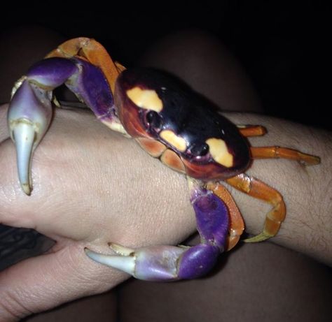 Halloween Crab, Halloween Land, Crabby Patties, Animal Infographic, Easy Pets, Hermit Crabs, Crab And Lobster, Halloween Moon, About Halloween