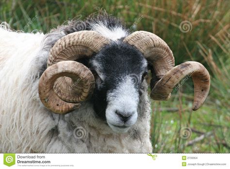 Black Faced Sheep, Nature Picture, Scotland Uk, Mule Deer, Unusual Animals, Manx, Animal Photo, Creature Design, Nature Pictures