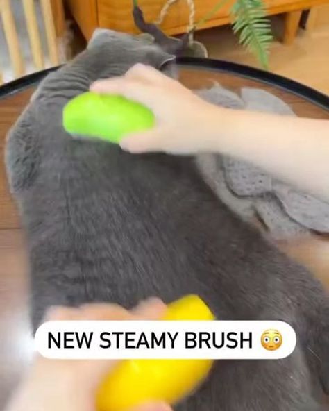 cats on Instagram Cat Hair Removal, Cat Bath, Pet Brush, Dog Brushing, Cat Parenting, Grooming Routine, Cat Health, Cat Grooming, Loose Hairstyles