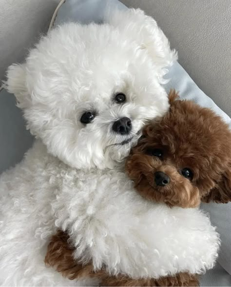 Teacup Bichon Frise, Poodle Puppy White, Cute Puppy Photos, Bichon Frise Puppy, Toy Poodles, Cute Horse Pictures, Funny Puppy, Poodle Puppies, Bichon Frise Dogs