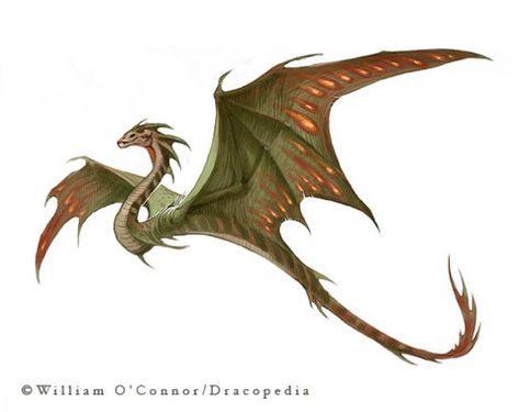 oddityball: “ land-of-shitposts-and-sads: “ thegmsighs: “ It has come to my attention that many people mistake wyverns for dragons, so here’s a post to help you remember Dragon: 4 legs, 2... Dragon Medieval, Types Of Dragons, Mythological Animals, Medieval Dragon, Dragon Sketch, Dragon Pictures, Mythical Creatures Art, Mythological Creatures, Dragon Drawing