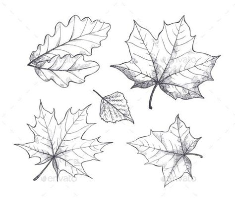 Fall Autumn Season Leaves Sketch Outline Vector #designresources #VectorGraphic #designs #NatureVectors #VectorIllustration #Envato #NatureIllustration #graphicresources #graphics #GraphicDesign #VectorDesign #design #vector #nature Sketches Outline, Fall Leaves Tattoo, Sketch Outline, Leaves Sketch, Autumn Tattoo, Leaf Outline, Tree Icon, Leaf Drawing, Maple Leaves