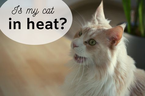 A review of the signs and symptoms of a cat in heat, tips to calm her down, and the importance of prevention. Animal Tumblr, Cat In Heat, Calming Cat, Female Cat, Cat Seat, Cat Info, Cat Spray, Cat Signs, Funny Cat Memes