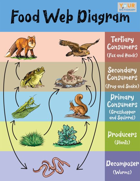 Simple Food Web, Food Webs Projects, Web Diagram, Word Diagram, Science Food Chains, Trophic Level, Food Web, Diagram Design, Food Chain