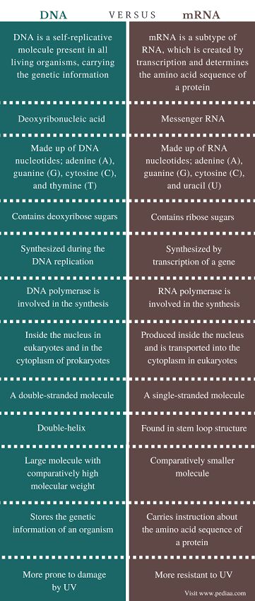 Dna And Rna, Central Dogma, Rna Polymerase, Dna Polymerase, Dna Genetics, School Of Philosophy, Biology Worksheet, Eukaryotic Cell, Dna Replication