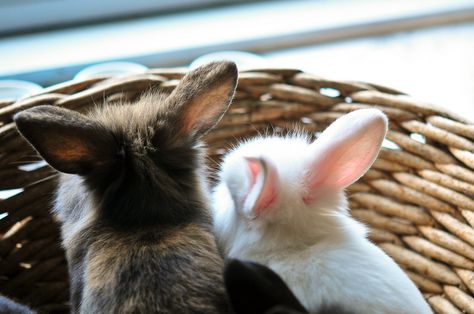 Bunny In Basket, Crazy Bunny Lady, Cutest Bunny Ever, Bunny Lady, Rabbit Pictures, House Rabbit, Bunny Pictures, Funny Bunnies, Baby Bunnies