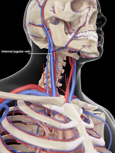 Jugular Vein Compression Due to the Neck and CCI - Regenexx Arteries And Veins Anatomy, Skull With Eyes, Disease Illustration, Jugular Vein, Anatomy Head, Vascular System, Head Illustration, Carotid Artery, Arteries And Veins