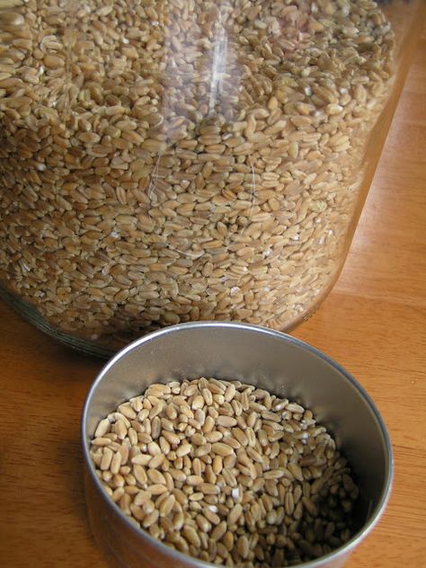 A Life Unprocessed: Homemade Kitty Litter Homemade Cat Litter, Diy Kitty Litter, Kitty Litter, Cat Apparel, Wheat Berries, Homemade Cat, Healthy Cat, Indoor Pets, New Cat