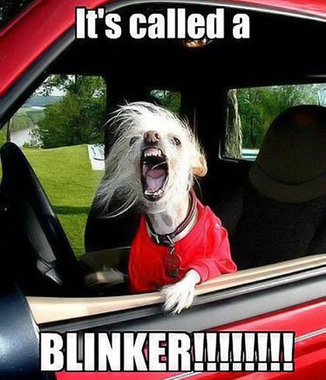 https://flic.kr/p/qyNp4N | Animals with road rage | mbinge.co/1qfPsut Road Rage Humor, Funny Driving Quotes, Driving Humor, Driving Quotes, Selfie Fail, Road Rage, Dog Memes, Animal Memes, Funny Photos