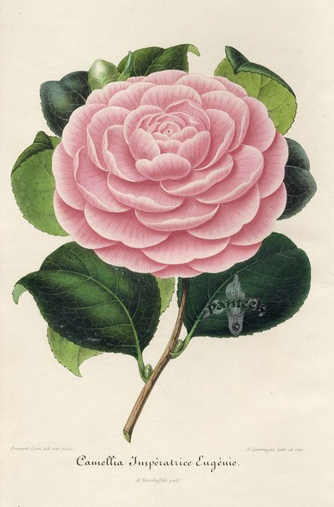 Botanical Prints Free, Flower Wall Painting, Camellia Flower, Botanical Painting, Botanical Drawings, Botanical Flowers, Flower Illustration, Antique Prints, Botanical Illustration