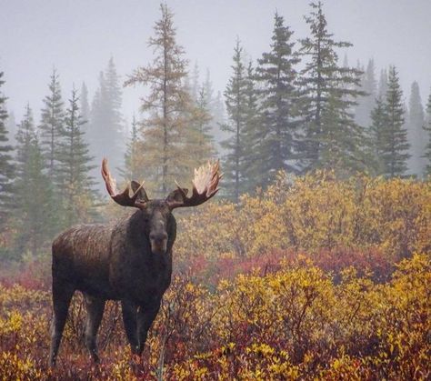 9 wildlife wonders that will make your trip to Churchill 100% worth it | Travel Manitoba Moose Painting, Moose Pictures, Matt Baker, Moose Hunting, Wild Animals Photography, Bull Moose, Whitetail Deer, Wildlife Nature, Wildlife Animals