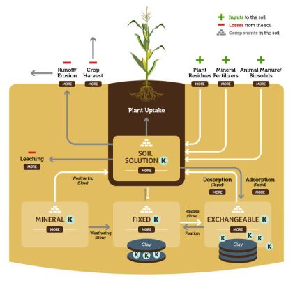 Nutrient Cycling in the Environment Nutrient Cycle, Nitrogen Cycle, Crop Field, Franklin D Roosevelt, Crop Production, Soil Testing, Symbiotic Relationships, Severe Weather, The Environment