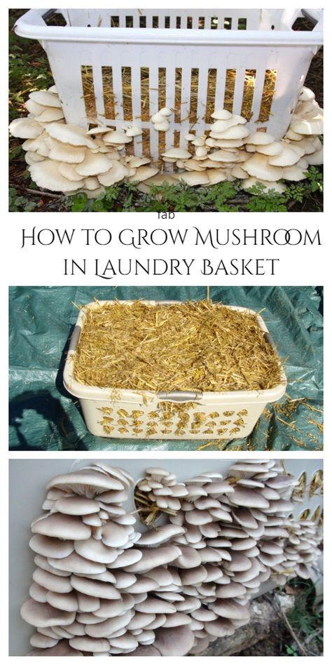 Tips to Grow Mushroom At Home Growing Mushrooms Indoors, Growing Shiitake Mushrooms, How To Grow Mushrooms, Grow Mushrooms, Growing Mushrooms At Home, Mushroom Cultivation, Garden Mushrooms, Vegetable Garden Diy, Edible Mushrooms