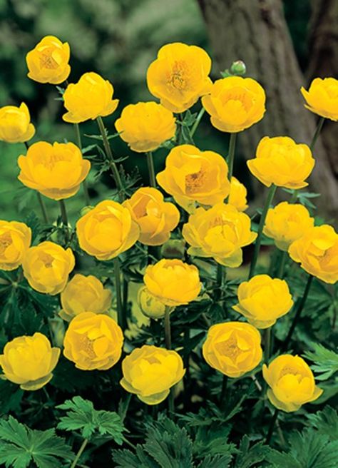 Yellow Monday: Top Ten Yellow Flowers | AnOther Globe Flower, Buttercup Flower, نباتات منزلية, Rock Garden Plants, Backyard Flowers, Pond Plants, Garden Whimsy, Yellow Daffodils, Fast Growing Plants