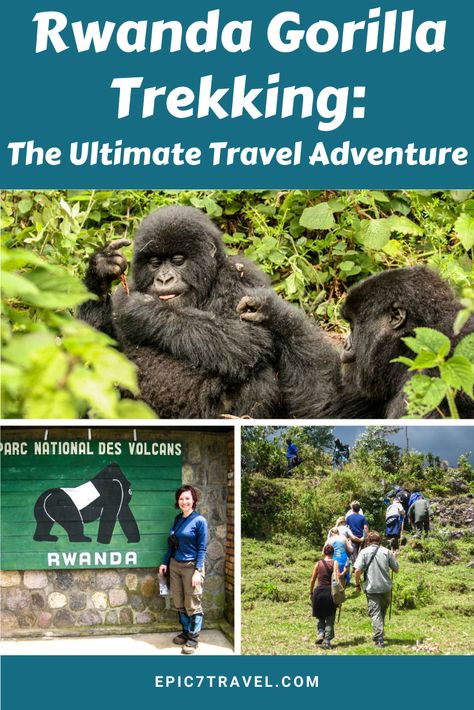 Rwanda Gorilla Trek, Rwanda Gorilla Trekking, Wildlife Activities, Rwanda Travel, Mountain Gorillas, Botswana Travel, Travel Tips Packing, Outfit Ideas Work, Travel Outfit Ideas