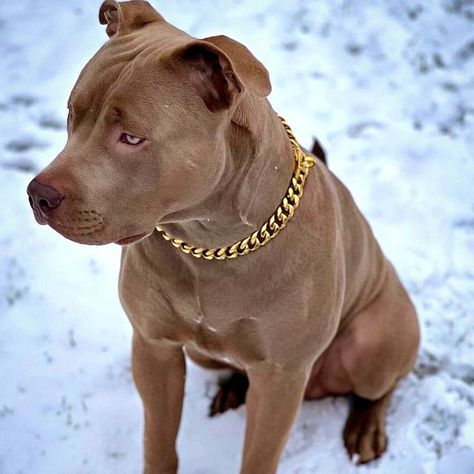 Pitbull With Chain, Cold As Ice, Pit Bull Love, Pit Bulls, Pitbull, Cuba, Cute Dogs, Amigurumi, Pet