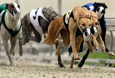 10601 Bonita Beach Road, Bonita Springs, FL (239) 992-2411 Dog racing adopt a greyhound program, live poker and dining room.Greyhound Track  #naples #florida #tourist #touristguide  Divine Naples Florida www.DivineNaples.com Racing Dogs, Dog Racing, Greyhound Racing, Greyhound Adoption, Greyhounds Racing, Greyhound Art, It's Saturday, Hello Weekend, Bonita Springs