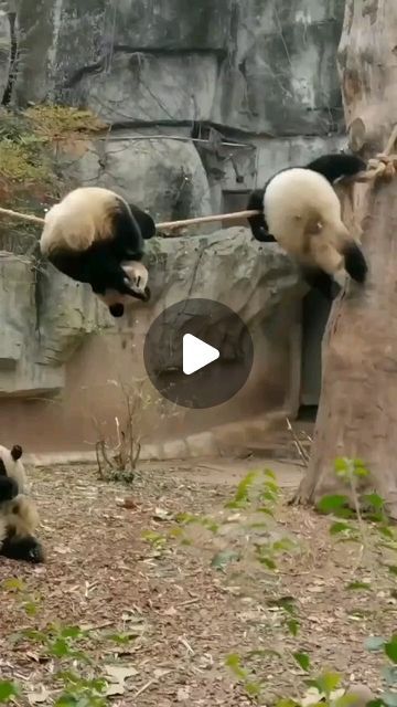 Panda Mart on Instagram: "Panda-monium unleashed: Where black, white, and adorable collide! 🐼✨   #pandapassion #bamboobuddies #pandalove #pandaaventurero #cutenessoverload #pandamagic #pandapalooza #wildlifewonder #pandaparadise #pawsandplay #fluffyfriday #blackandwhiteworld #pandafever #adorablealert #pandafamily #pandapositivity #furryfriends #pandaparty #sustainableliving #pandaplaytime #zenzoo #wildlifewednesday #pandapower #bamboobonanza #pandavibesonly#pandaperfection" Funny Pandas Videos, Cute Panda Videos, Panda Bears Cute, Panda Videos, Panda Puppy, Baby Pandas, Cute Pandas, Pandas Playing, Panda Gif