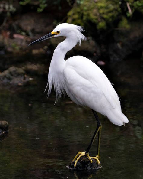 8,528 Snowy Egret Stock Photos, Pictures & Royalty-Free Images - iStock Online Landscape Design, Bee Hummingbird, Hummingbirds Photography, Snowy Egret, White Egret, Bokeh Background, Tiny Bird, Catching Fish, Cool Landscapes