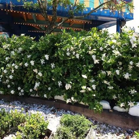 Botanical Name: Gardenia jasminoides ‘August Beauty’ For those who appreciate the presence of flowers in addition to privacy, this one fits the bill! Prune it regularly to promote more branches. Gardenia Garden Ideas, Evergreen Shrubs For Privacy, Gardenia Landscaping, August Beauty Gardenia, Gardenia Garden, Gardenia Jasminoides, Small House Garden, Shrubs For Privacy, Herb Garden Design