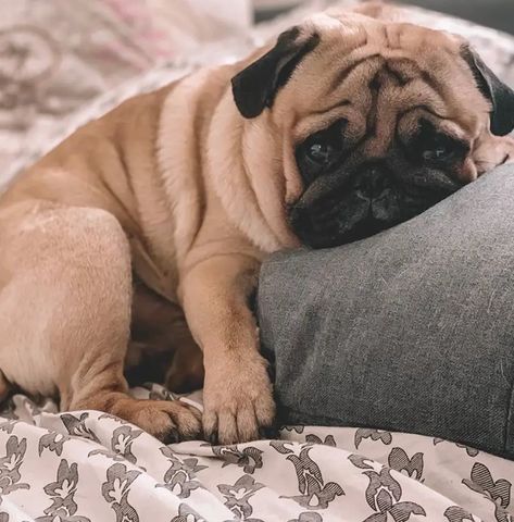 12 Things You Wish You Knew Before Getting a Pug - The Paws Cute Pug Puppies, Baby Pugs, A Pug, Practically Perfect, Pug Puppies, Pugs Funny, Staffordshire Terrier, Pug Lover, Cute Pugs