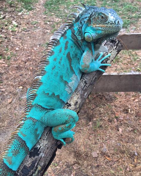 Gorgeous axanthic iguana Iguana Pet, Green Iguana, Reptile Snakes, Cute Reptiles, Chameleons, Reptiles Pet, Crocodiles, Reptiles And Amphibians, Bearded Dragon