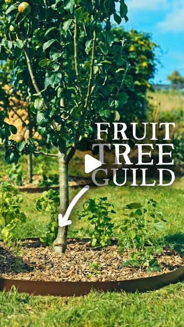 Huw Richards on Instagram: "Want to make the base of your fruit trees more productive? Plant a guild! This reel demonstrates how I go about creating a simple guild. I purchased natural starch-base mulch fabric from @mulchorganic and a 1200mm tree ring from @everedge_uk for a permanent solution. You could also use cardboard and create a wooden border, or edge the sides with an edging spade. This is one of 6 guilds I am planting up in my new guild garden (converted orchard)🌿 #permaculture #growyourownfood #gardeningideas #kitchengarden" Fruit Tree Guilds, Orchard Design, Wood Mulch, Almond Tree, Tree Ring, Tree Rings, Grow Your Own Food, Off Grid Living, More Productive