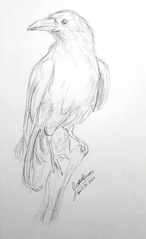 The Raven Drawing, Art For Sketchbook Pencil, Pencils Drawings Easy, Raven Pencil Sketch, Crows Drawing Reference, Bird Art Sketch, Bird Drawings Sketches, Sketch Ideas Animals Easy, Crow Sketch Easy