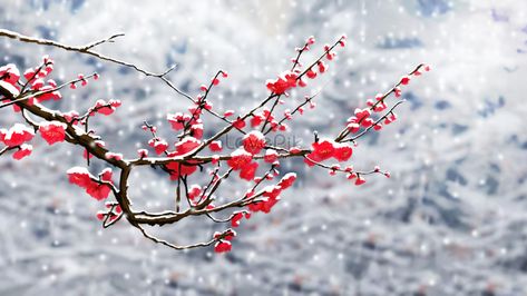 Winter plum blossom closeup illustration image_picture free download 401635675_lovepik.com Plum Illustration, Red Plum Blossom, Snow Painting, Chinese Flowers, Visual Hierarchy, Red Plum, Vi Design, Image File Formats, Tree Illustration