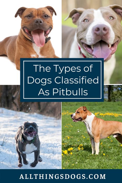 There are four dog breeds most commonly classified as types of Pitbulls. Read our breed guide to learn more about each of them, and what it takes to care for them.  #typesofpitbulls #dogsclassifiedaspitbulls Pitbull Breeds, Pitbull Care, Pitt Bulls Dogs, Pitbull Care Tips, Types Of Pitbull Breeds, Types Of Dogs Breeds List, Pitbulls And Parolees, Pitbull Types, Pitbull Mix Puppies