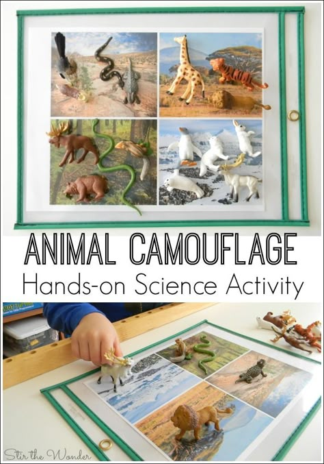 If your kiddos are interested in learning about animals, this Animal Camouflage Hands-on Science Activity will sure to delight! Camouflage Activities, Safari Science, Learning About Animals, Animal Adaptations, Zoo Theme, Science Activity, Science Activities For Kids, Animal Science, Kindergarten Science