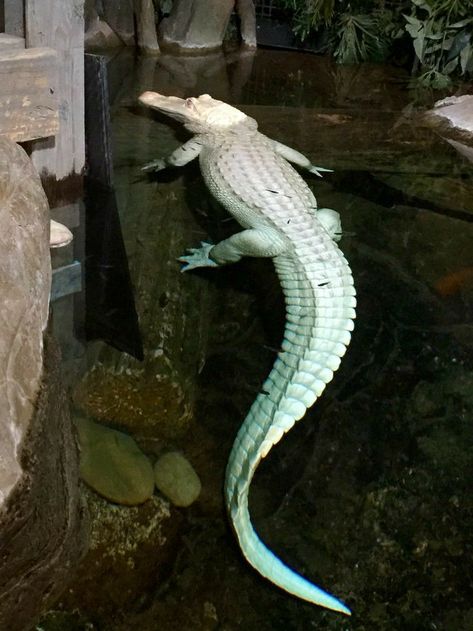 Albino Crocodile, Albino Alligator, Animal Reference, Animal References, Water Animals, Crocodiles, Reptiles And Amphibians, Lizards, Anaconda