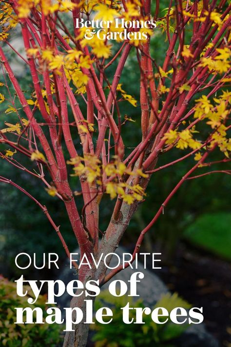 Year-round color! That's what you get with coral bark maple. This type of maple tree has coral-color bark and pale green leaves that turn bright yellow in the fall—one of the favorites of yellow maple trees. #trees #mapletrees #landscaping #gardendesign #bhg Vine Maple Tree, Types Of Maple Trees, Chinese Maple Tree, Coral Bark Maple, Maple Tree Landscape, Sugar Maple Tree, Coral Bark Japanese Maple, Fall Color Trees, Water Wise Landscaping