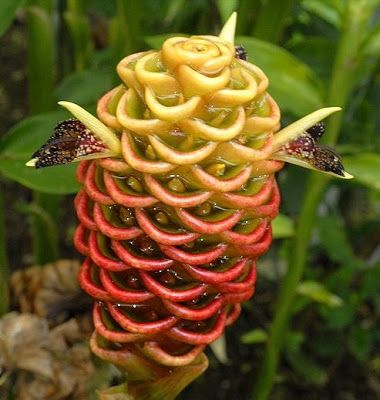 Flower Homes: Rare or Odd Flowers Beehive Ginger, Strange Flowers, Sketching Ideas, Unusual Plants, Unusual Flowers, The Secret Garden, Unique Flower, Rare Flowers, Pretty Flower