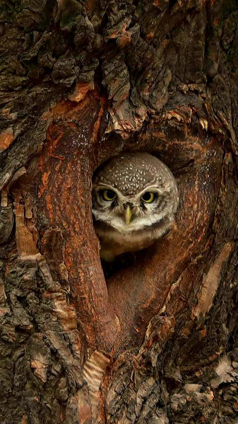 Spotted Owlet The spotted owlet is a small owl which breeds in tropical Asia from mainland India to Southeast Asia. A common resident of open habitats including farmland and human habitation, it has adapted to living in cities. They roost in small groups in the hollows of trees or in cavities in rocks or buildings. Owl In Tree, Nature Projects, Small Owl, Birds Of Prey, Forearm Tattoo, Photo Reference, Cavities, Southeast Asia, Barn Wood