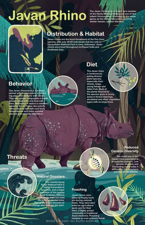 Infographic by Jessie Lin (ig: jessie916). Animal Information Poster, Nature Infographic Design, Science Infographic Design, Bird Infographic, Illustrative Infographic, Infographics Design Ideas, Nature Infographic, Wildlife Infographic, Javan Rhino