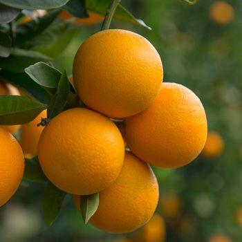 Valencia Orange Tree Indoor Fruit Trees, Citrus Plant, Valencia Orange, Fruit Picking, Citrus Sinensis, Fast Growing Trees, Citrus Trees, Tree Care, Juicy Fruit