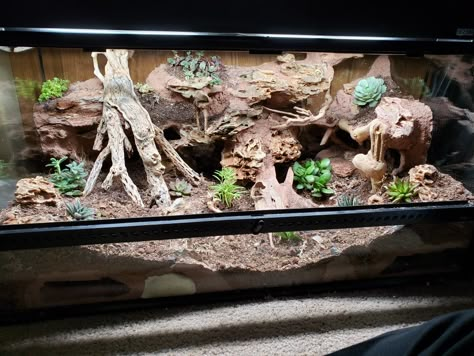 Custom Leopard Gecko Enclosure, Desert Snake Enclosure, Bioactive Hognose Enclosure, Naturalistic Reptile Enclosure, Leopard Gecko Natural Habitat, Bioactive Corn Snake Enclosure, Asian Forest Scorpion Enclosure, Leopard Gecko Terrarium Ideas Bioactive, Bioactive Leopard Gecko Enclosure