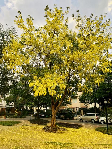 Lessons from the Laburnum Tree: #WordlessWednesday Laburnum Tree, Landscaping Natural, Wholesale Plant Nursery, Natural Lawn, Wholesale Plants, Bonsai Ideas, Cascading Flowers, Page Borders Design, Flower Fruit