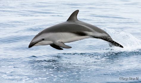 Dolphin Reference, Kerby Rosanes Fragile World, Dusky Dolphin, Wild Dolphins, Ocean Mammals, Sea Dolphin, Dolphin Images, Pilot Whale, Dolphin Photos