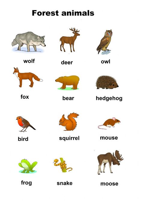 Forest Animal Math Activities Preschool, Forest Animal Songs Preschool, Forest Lesson Plan, Animals Of The Forest, Woodland Animals Lesson Plan, Forest Animals Art Preschool, Forest Activity For Preschool, Forest Literacy Activities Preschool, Woodland Animals Theme Preschool