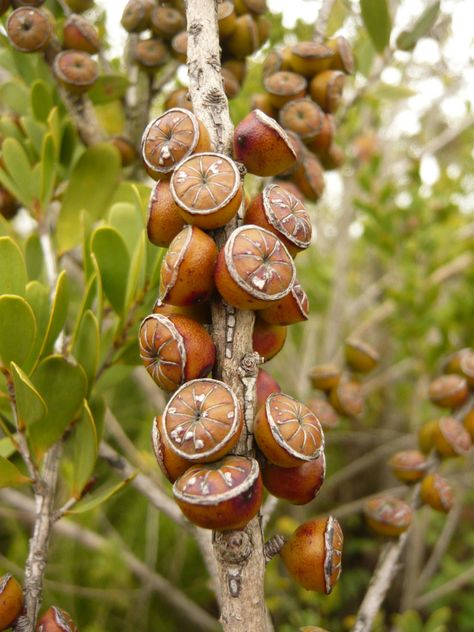 I think these are Melaleuca (tea tree) seed pods. Not the same species as the other Melaleuca I shot on this trip, though.  Shot in San Francisco, California, in late December. Seed Pots, Unusual Plants, Tree Seeds, Exotic Fruit, Seed Pods, Natural Forms, Exotic Plants, The Fruit, Planting Seeds