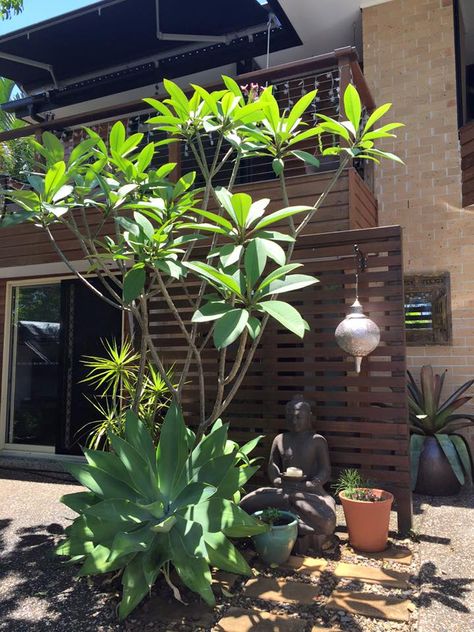 Tree Seating, Frangipani Tree, Plumeria Tree, Tree In Pot, Potted Trees, Plants Indoor, House Plants Indoor, Pool Landscaping, Outdoor Ideas