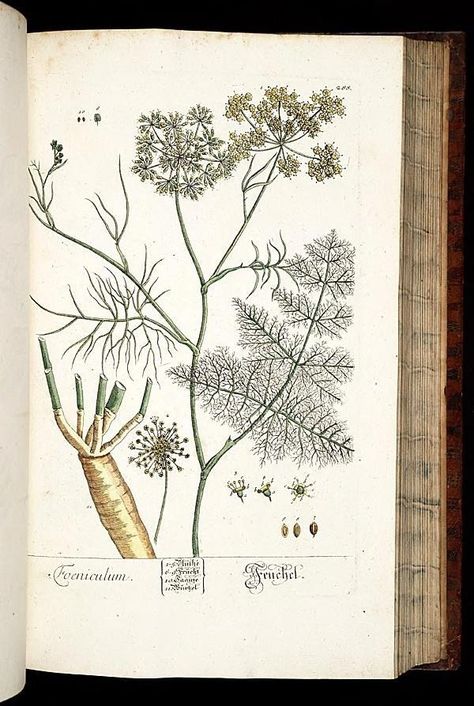 Foeniculum | fenouil | fennel | Herbarium Blackwellianum emendatum et auctum, id est, Elisabethae Blackwell collectio stirpium. Norimbergae : Typis Io. Iosephi Fleischmanni, 1750-1773.. biodiversitylibrary.org/page/291832 Botanical Prints Free, Herb Art, Antique Botanical Print, Illustration Botanique, Plant Drawing, Scientific Illustration, Nature Plants, Botanical Drawings, Plant Illustration