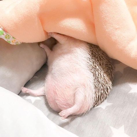 Hedgehog Sleeping, Sleeping Hedgehog, On Twitter, Twitter, Animals