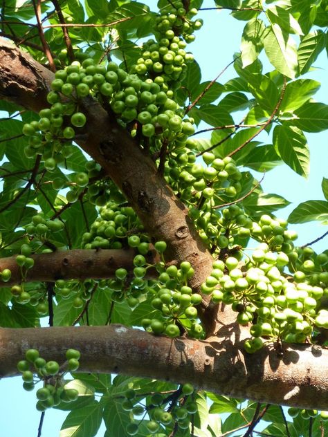 Cluster Fig tree | Project Noah Fig Fruit Tree, Tree Project, Fig Fruit, Fruit Tree, Fruit Plants, Island Vibes, Fig Tree, Tropical Island, Tropical Islands