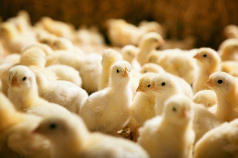 Germany bans disturbing 'chick shredding' practice from egg industry - replacing it with a new in-ovo sexing practice before chicks develop Raising Turkeys, Baby Chicks Raising, Chickens For Sale, Chicken Incubator, Meat Birds, Raising Chicks, Day Old Chicks, Egg Laying Chickens, Laying Hens