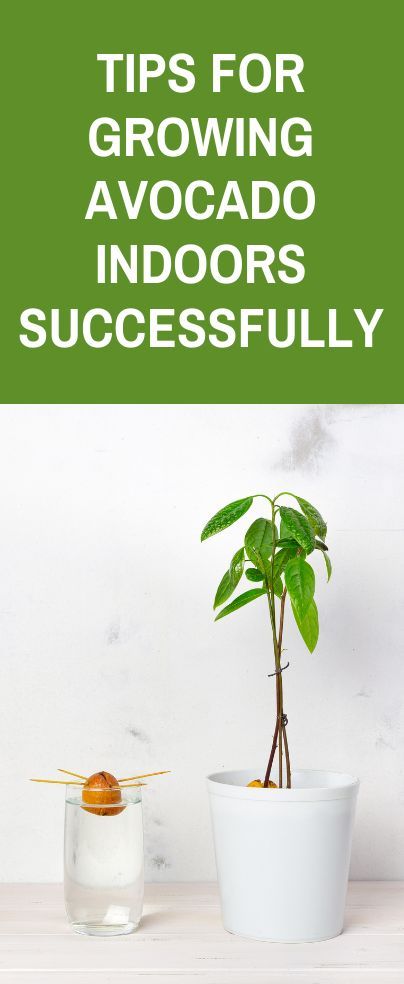 Growing avocado indoors? Avocados are purple fruit with a creamy green interior. It originated in southern Mexico but is now cultivated around the world because of its health benefits. The pear-shaped fruit is super yummy. It makes an excellent condiment or eat-alone addition to your diet. Indoor Avocado Tree, Avocado Tree Care, Avocado Growing, Papaya Growing, Growing Avocado, Avocado Seed Growing, Papaya Plant, Fruit Bearing Trees, Garden Companion Planting